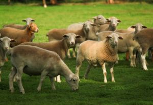 Sheep in Barossa Valley.jpg